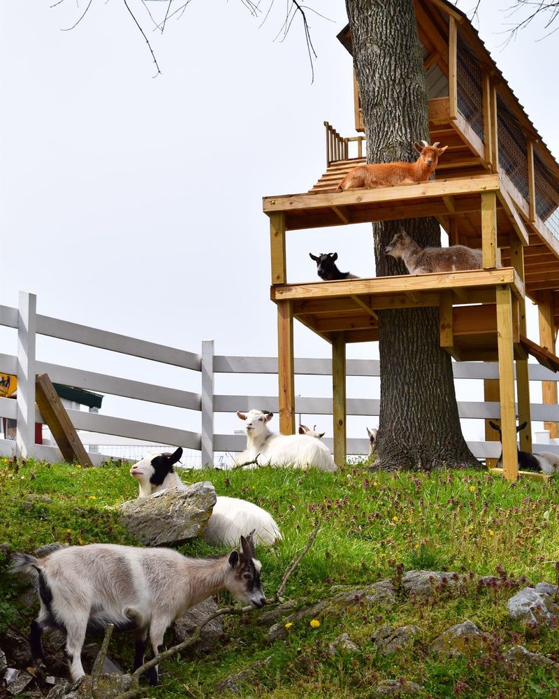 Goat bridge 2